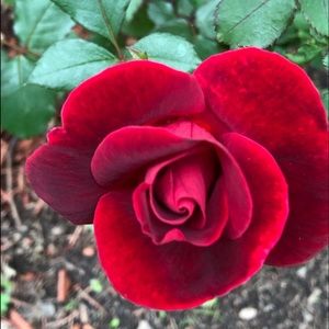 Meet your Posher, Hasmic